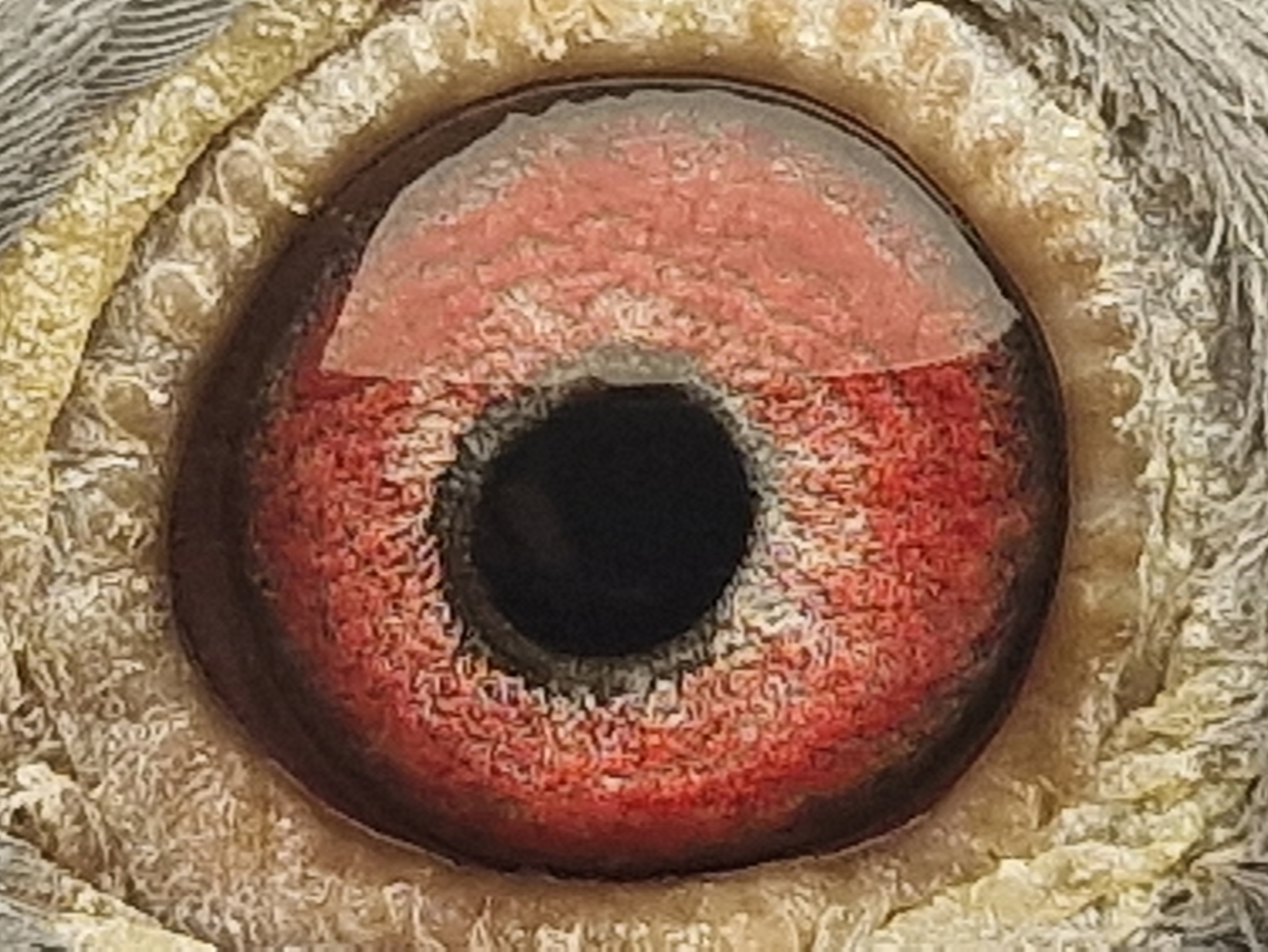 Pigeon eye